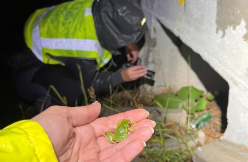 Zelena rega na vhodu v podhod. Foto Jasna Tarman