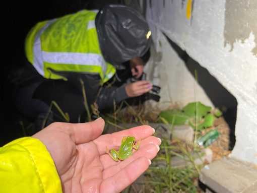 Zelena rega na vhodu v podhod. Foto Jasna Tarman